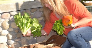 suzies farm organic csa san deigo