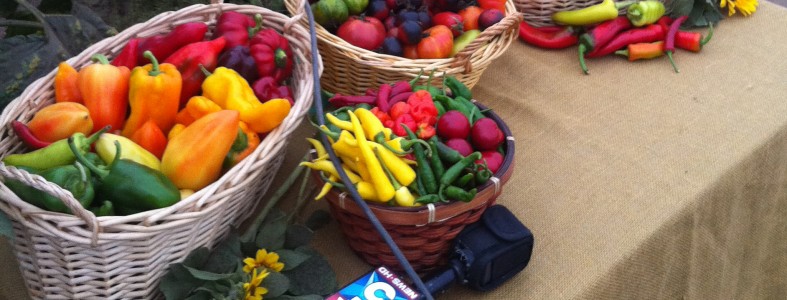 suzies organic csa farm san diego county